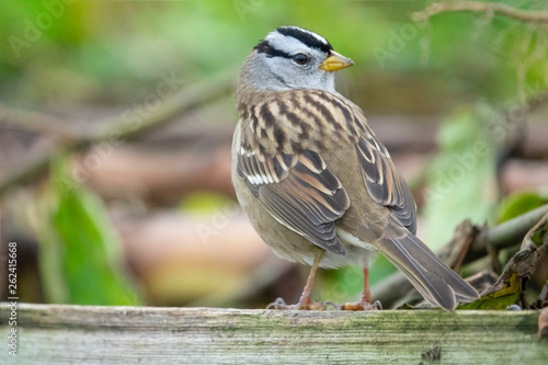 White-crowned Sparrow