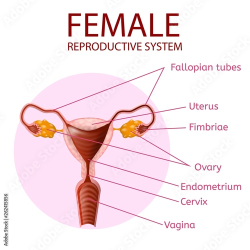 Female Reproductive System. Human Anatomy Banner