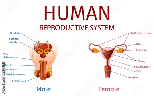Male and Female Genitals with Labeled Components