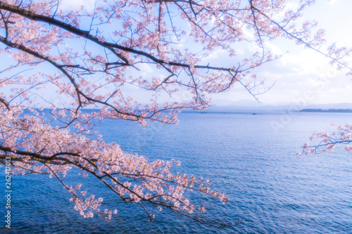 桜