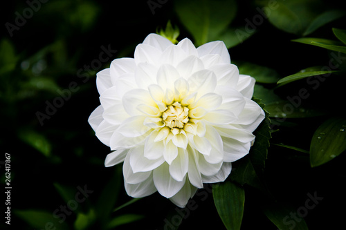 white flower in garden © Donghong