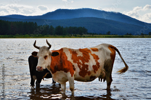 Summer. Rural area of the southern Urals. Cows come to the water to take a break from the heat and the gadflies.