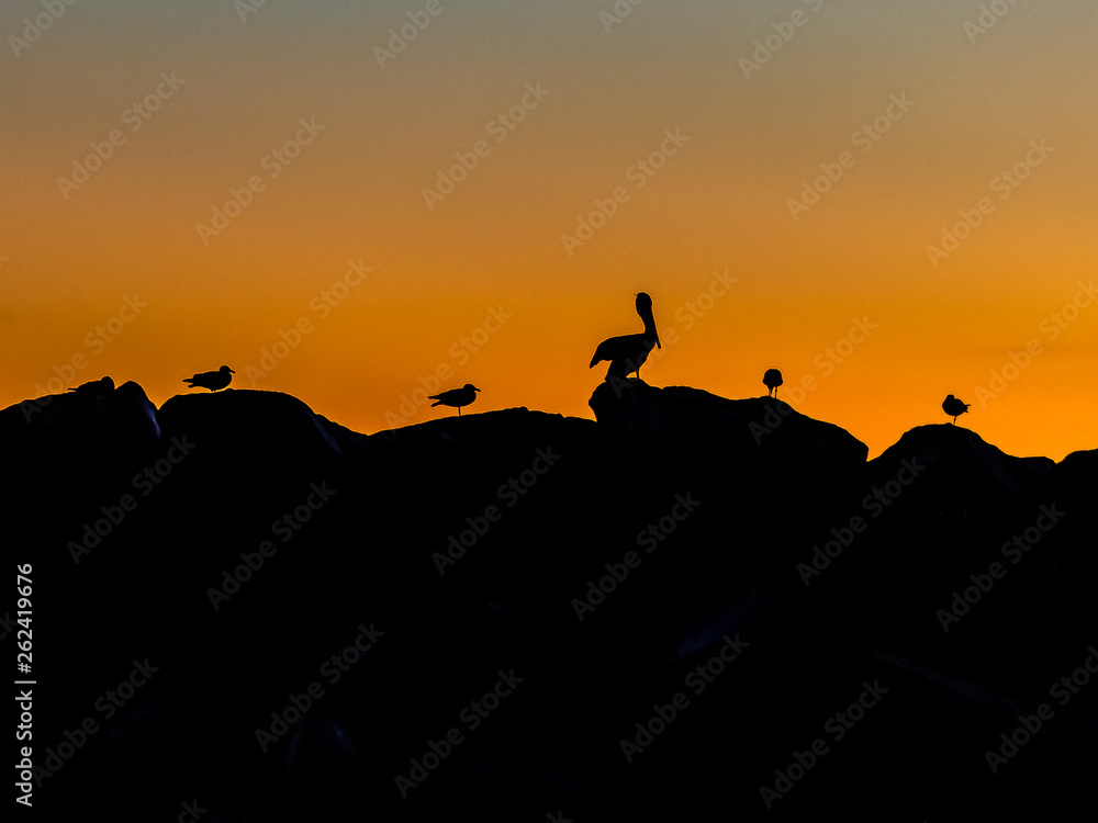 silhouettes of birds at sunset