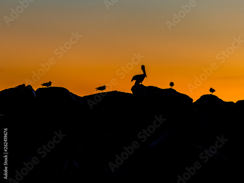 silhouettes of birds at sunset