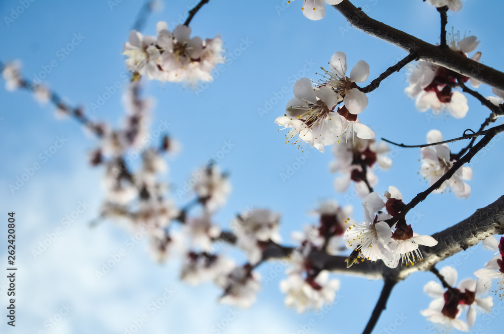 Flowers of an apricot tree against the blue sky with clouds. Blooming gardens in spring. copy space for text. selective focus Flowers of an apricot tree against the blue sky with clouds. Blooming gardens in spring. copy space for text. selective focus