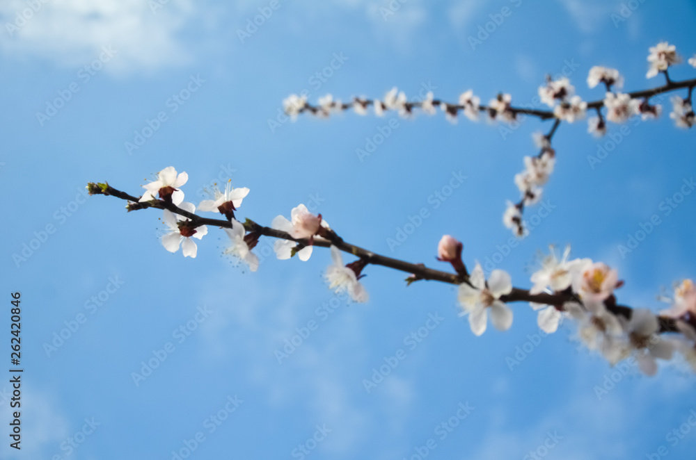 Flowers of an apricot tree against the blue sky with clouds. Blooming gardens in spring. copy space for text.  selective focus