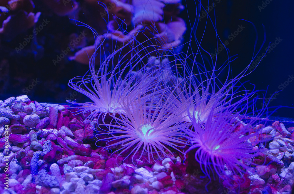 Obraz premium A few little glowing sea urchins under the deep blue water. 