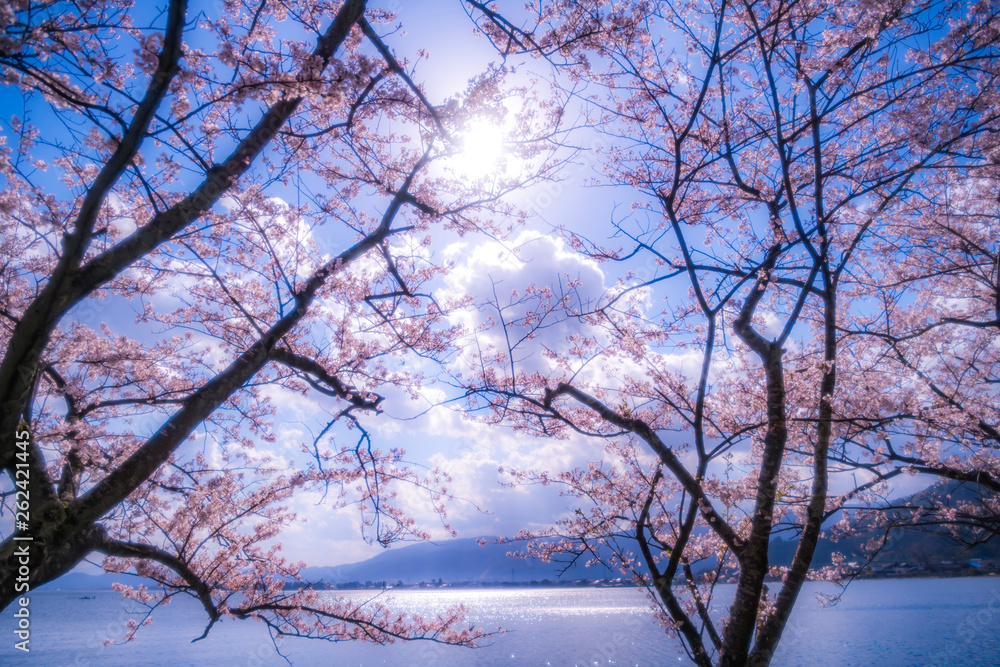 桜 桜