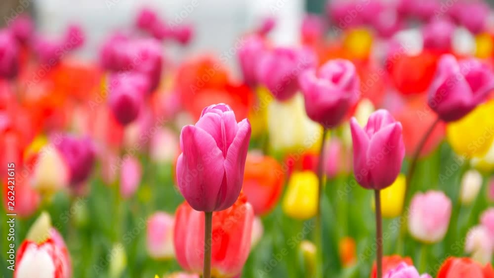 colorful tulips bloom in the garden colorful tulips bloom in the garden