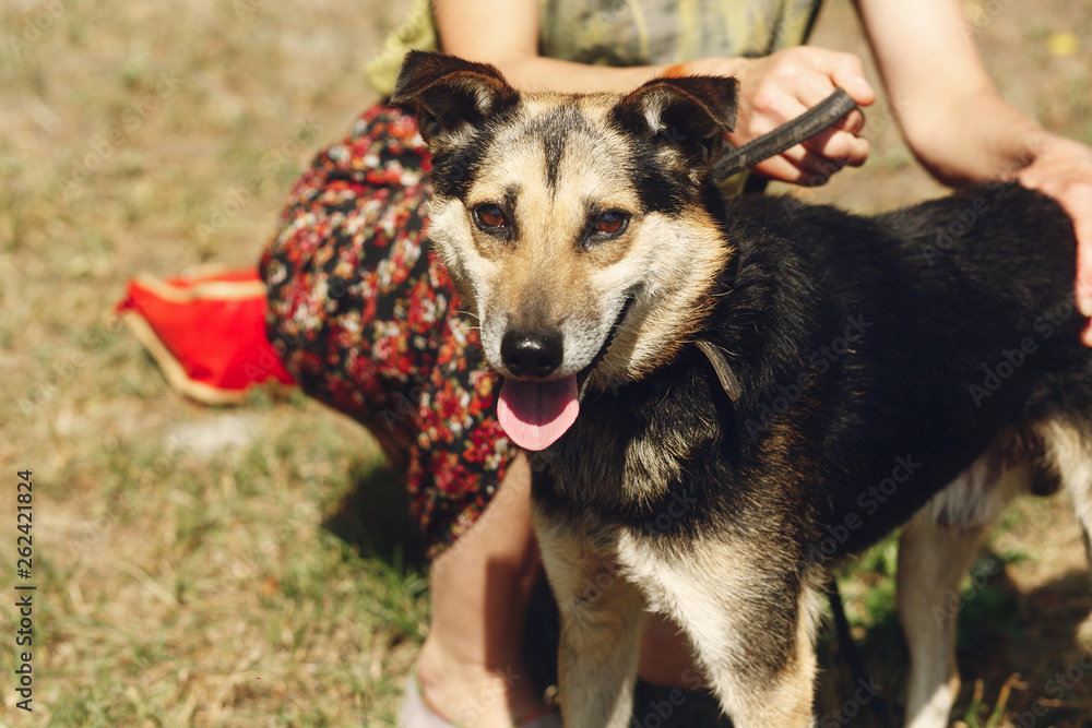 little cute brown dog from shelter with tongue in belt posing outside in sunny park, smiling, adoption concept little cute brown dog from shelter with tongue in belt posing outside in sunny park, smiling, adoption concept