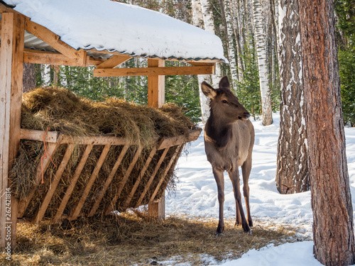 A baby deer calf got hungry and came to a manger with hay in Altai, Russia
