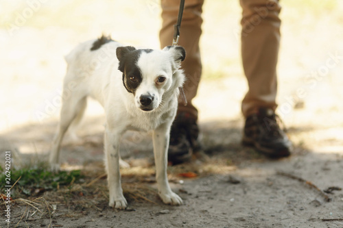 cute little scared dog from shelter posing outside in sunny park  adoption concept