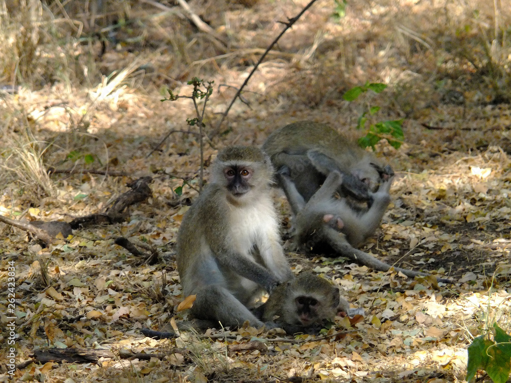 Monkey, Zambia, Zimbabwe