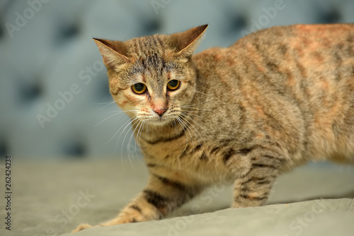 playful striped with gray and red cat