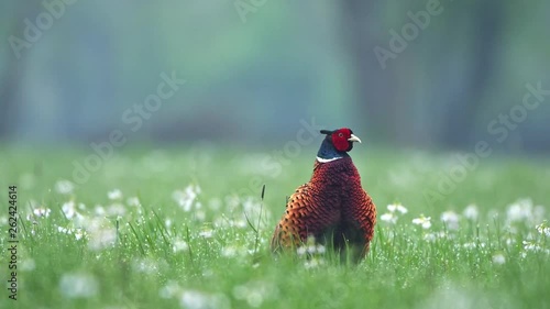 Wild male pheasant standing in a grass and calling in early spring season