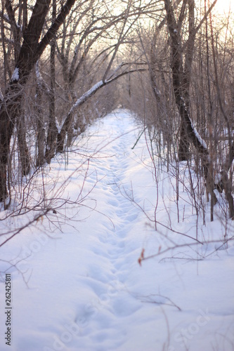 Path between trees in winter in the forest
