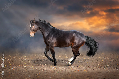 Bay horse run on desert dust