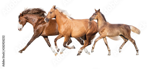 Palomino red and buckskin horses run isolated