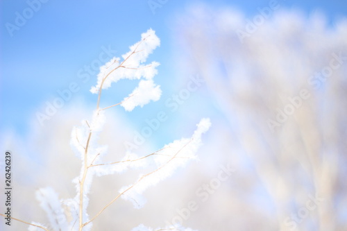 Snowy twigs of shrubs in winter in the cold
