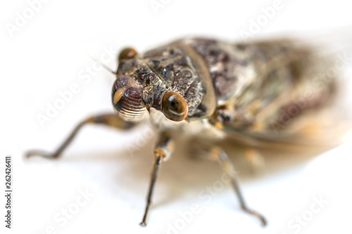 Adult size cicada on background