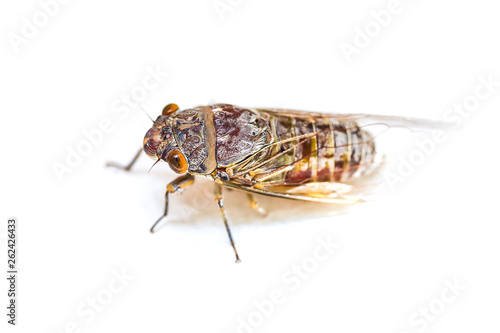 Adult size cicada on background