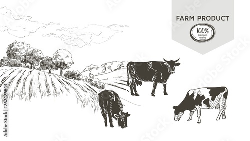 Cow in graphic line style, hand drawing vector image