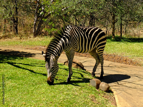 Zambia   Zimbabwe   Africa