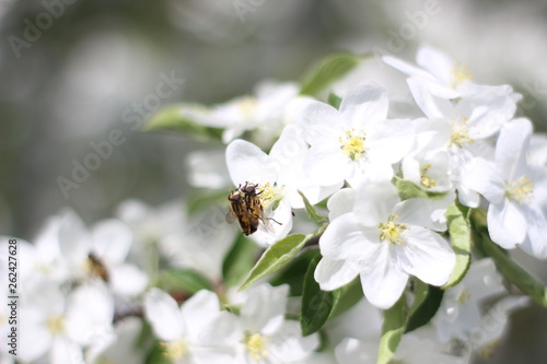 Little bugs on the flowers of Apple trees
