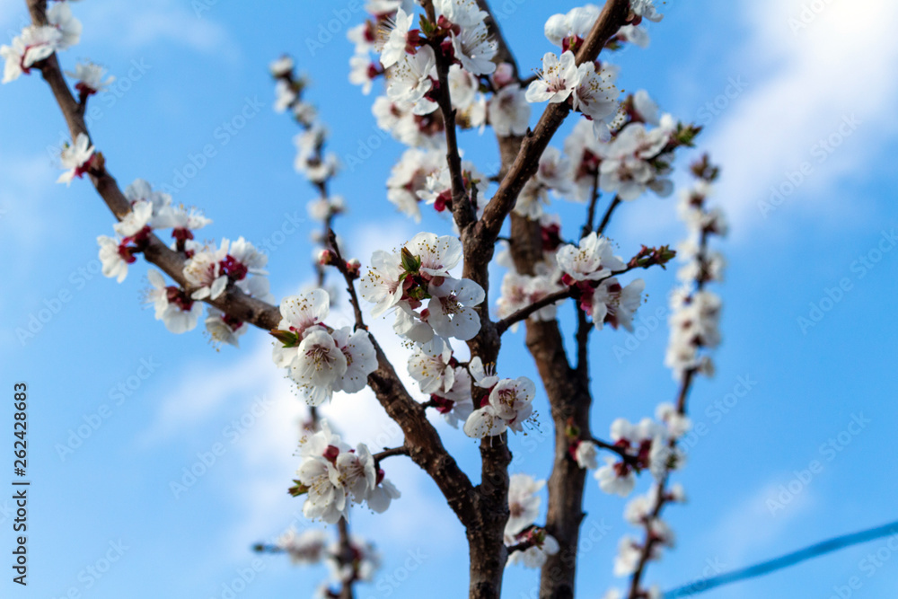 Beautiful blooming blossom buds and flowers on fruit trees cherry peach apricot in picturesque spring close up Beautiful blooming blossom buds and flowers on fruit trees cherry peach apricot in picturesque spring close up