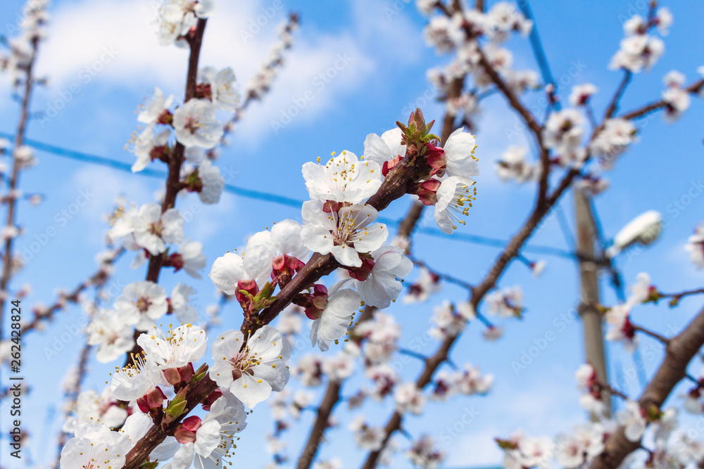 Beautiful blooming blossom buds and flowers on fruit trees cherry peach apricot in picturesque spring close up Beautiful blooming blossom buds and flowers on fruit trees cherry peach apricot in picturesque spring close up