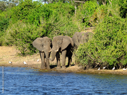 Botswana, Zambezi River, Africa, Safari & Cruise