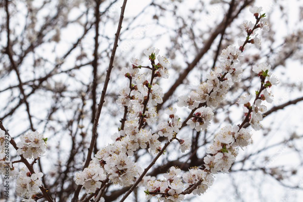 Beautiful blooming blossom buds and flowers on fruit trees cherry peach apricot in picturesque spring close up Beautiful blooming blossom buds and flowers on fruit trees cherry peach apricot in picturesque spring close up