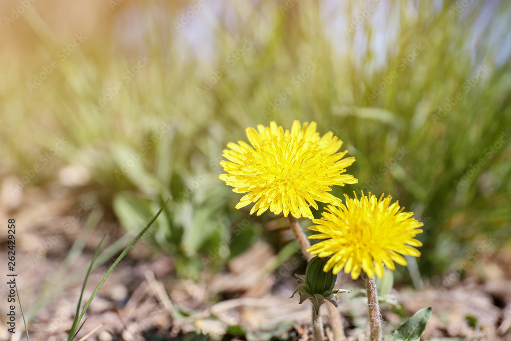 Beautiful blossoming dandelions on meadow Beautiful blossoming dandelions on meadow