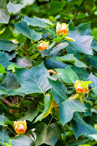 Close up of a flower of an adult American tulip tree, Liriodendron tulipifera, with natural grown up form