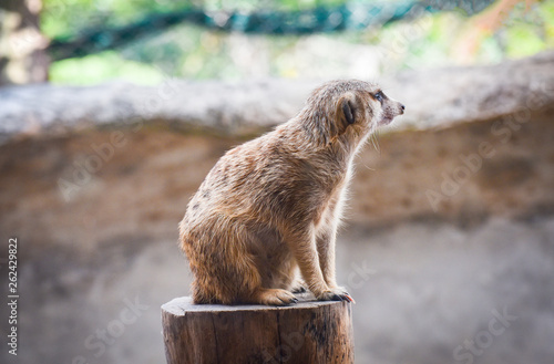 Portrait of Meerkat surricata sitting stump wood photo