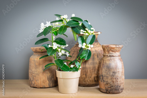 Flowering Stephanotis plant in pot,  wooden vases in the backgound. photo