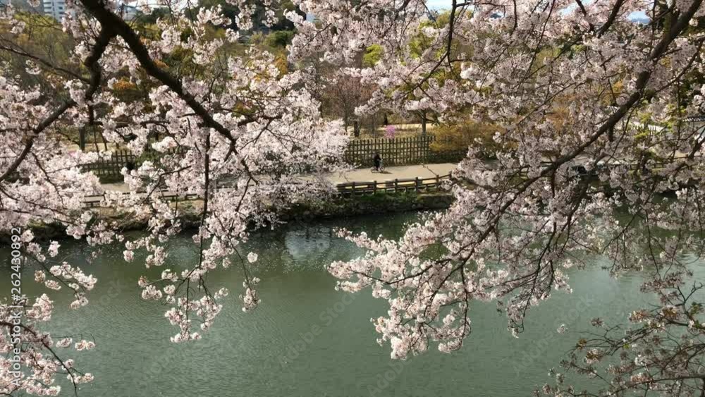 桜 木 川 桜 木 川