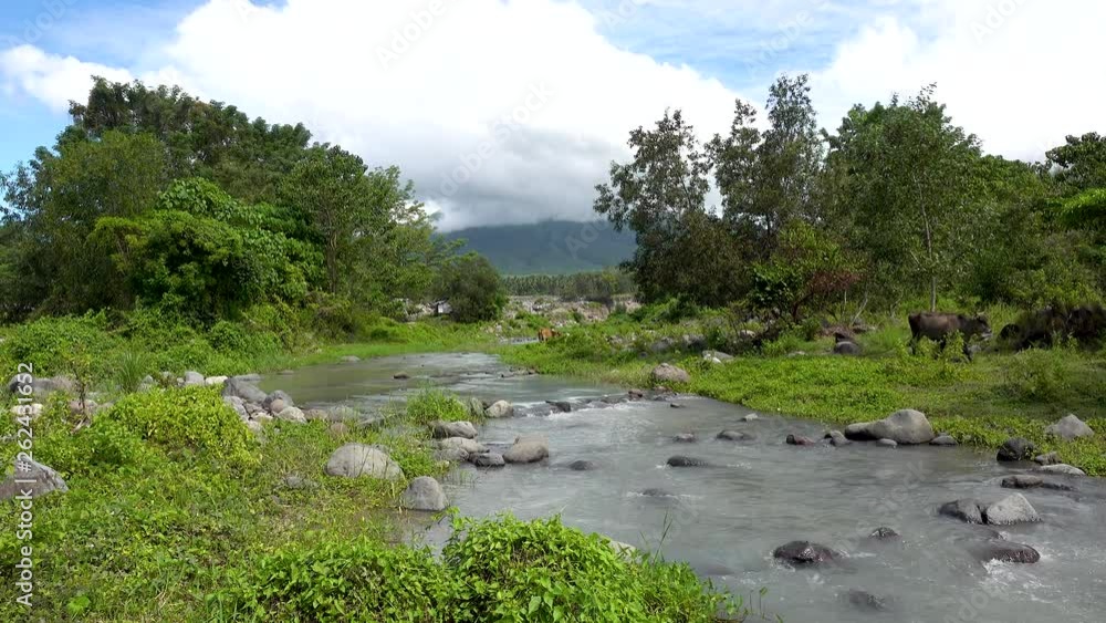 cows grazing on green grass under trees near a clear mountain stream under blue sky and clouds with mountains in the background cows grazing on green grass under trees near a clear mountain stream under blue sky and clouds with mountains in the background