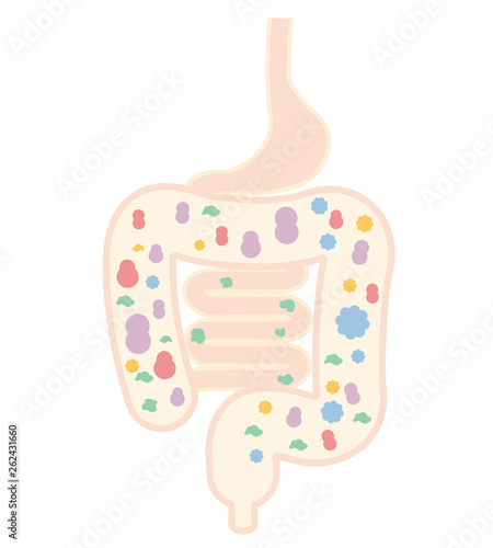 Intestine and intestinal bacteria Vector Illustration