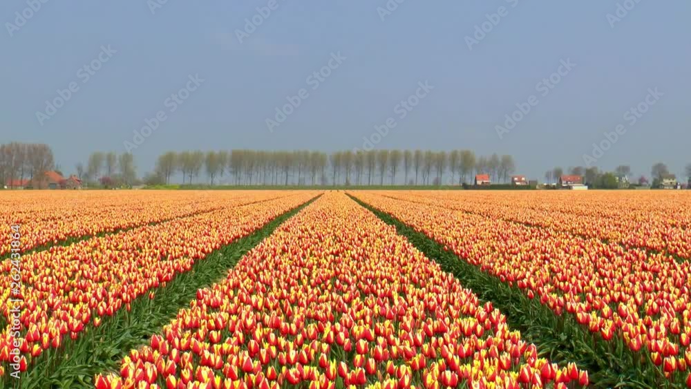 Zoom out on a field with red and yellow tulips Zoom out on a field with red and yellow tulips