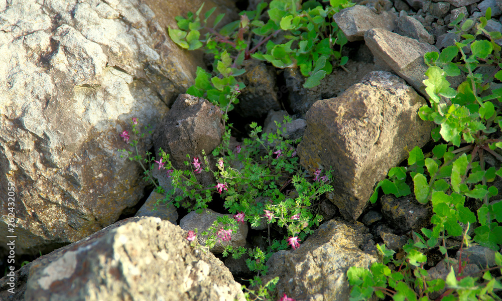 Background texture of stones with small sprigs of green plants with a pink small flower. Side view, horizontal, close-up, nobody. Concept of nature and ecology.
