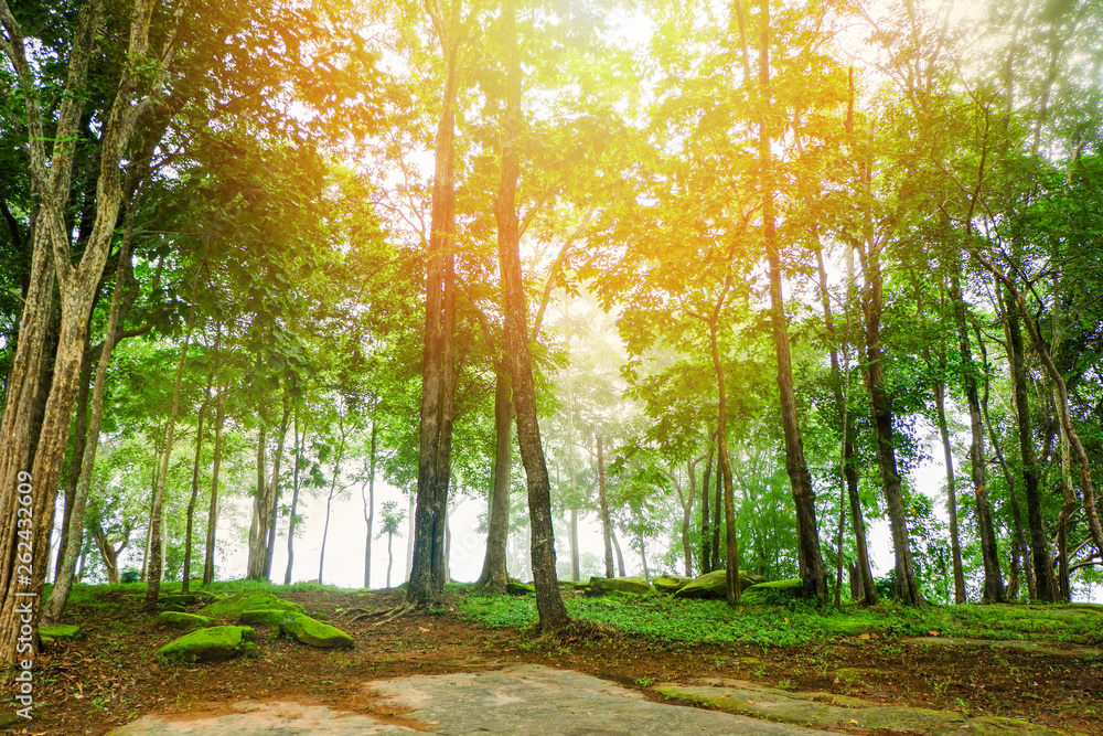 Fototapeta premium forest trees park nature green wood sunlight backgrounds