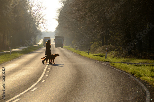 Person with a dog crosses a road, traffic in the background.