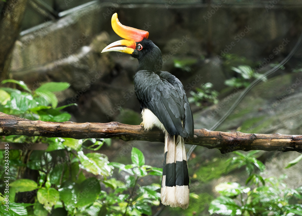Fototapeta premium Rhinoceros Hornbill perched on a branch of tree