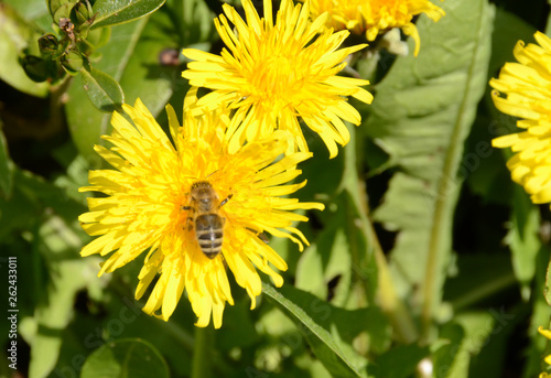 Tableau sur toile Closeup on some dandelions with a bee in one of the flowers.