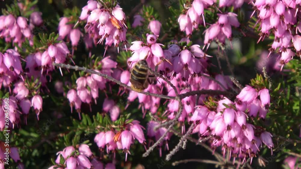 eine Biene sammelt auf einer Blume (Schneeheide) Honig eine Biene sammelt auf einer Blume (Schneeheide) Honig