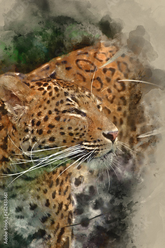 Watercolour painting of Beautiful leopard Panthera Pardus big cat amongst foliage