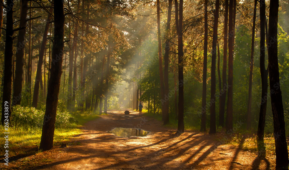 Obraz premium Morning. Walk in the woods. Sun rays.