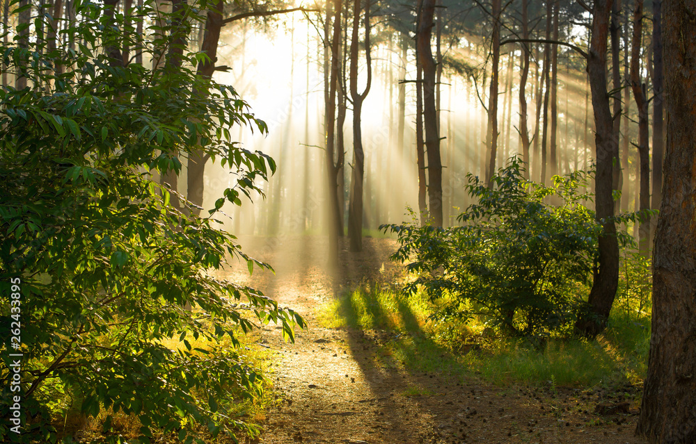 Fototapeta premium Morning. Walk in the woods. Sun rays.