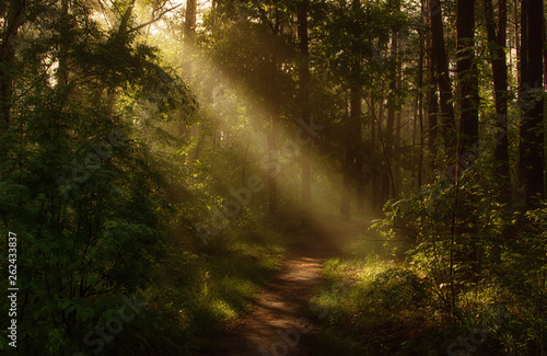 Fototapeta Naklejka Na Ścianę i Meble -  Morning. Walk in the woods. Sun rays.